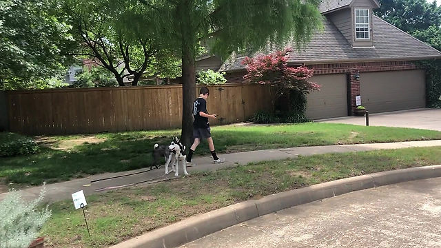 PT Dog Walk Off Leash